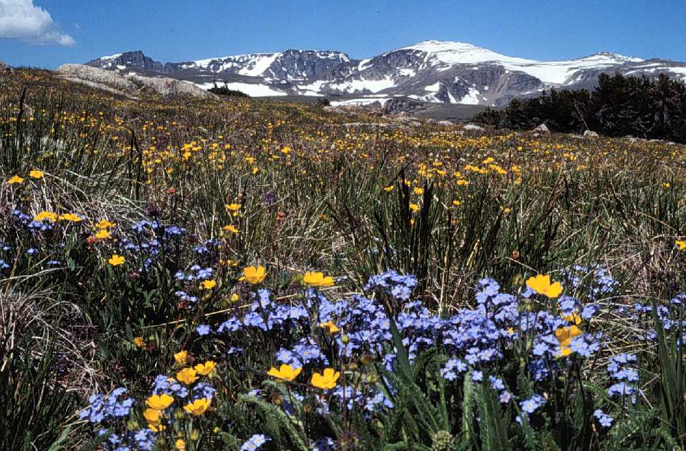 Alpine soil and wildflowers, Beartooths, Montana